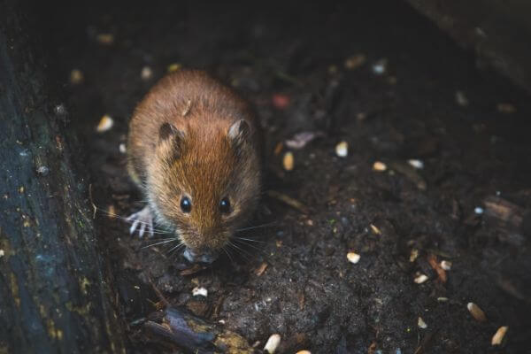 PEST CONTROL HERTFORD, Hertfordshire. Services: Mouse Pest Control. Our mouse pest control services are designed to be affordable and effective for any budget.