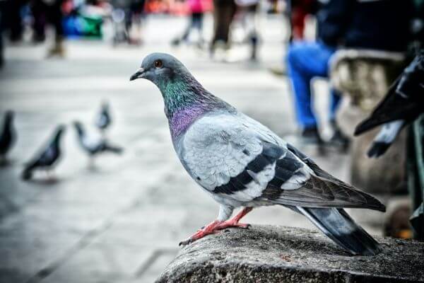 PEST CONTROL HERTFORD, Hertfordshire. Services: Pigeon Pest Control. Choose us for professional pigeon pest control services that provide long-term solutions.